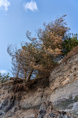 Obraz premium Coastal erosion at the eroded beach coast at Burry Port causing environmental damage to the pine trees on the cliff face coastline Carmarthenshire Wales UK stock photo image