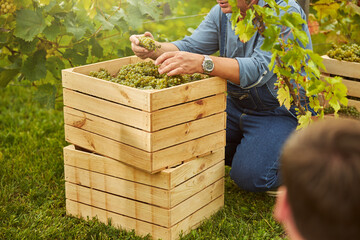 Harvester squatting near boxes with ripe grapes