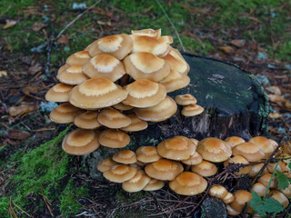 Forest poisonous mushrooms. False mushrooms are small with brown shiny caps, growing in bunches on an old tree stump