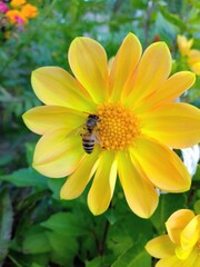 Bee on yellow flower. Apis melifera
