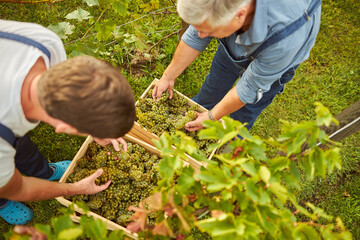 Father and son putting freshly-picked grapes into boxes
