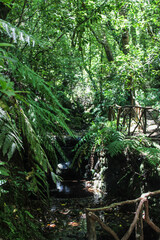 Grandes arboles con hojas verdes en un bosque 