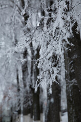 Hoarfrost on the trees in the winter forest.