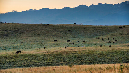 horses in the field