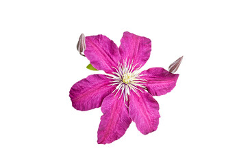 Obraz premium pink clematis flower isolated on white