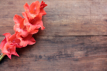 Close-up of red gladiolus flower on wooden table with copy space. Natural floral background 