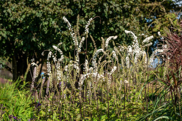 Actaea simplex Atropurpurea Group a summer autumn fall clump forming white flower plant commonly...