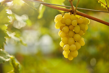White grapes cluster growing on a grapevine
