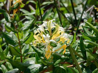 Native plants of the Mediterranean coast