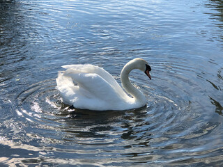 White swan swimming alone in calm lake with ripples in water