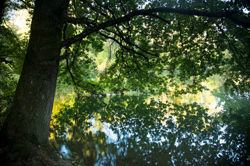 Frühherbst im Naturschutzgebiet Taubergiessen in der Ortenau in Deutschland
