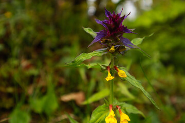 Ukrainian Carpathian Mountains. Nature photography. Macro. Yellow-purple flowers. Violet tricolor