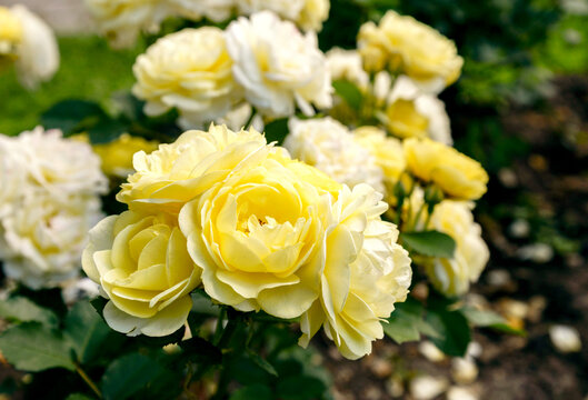 bunch of yellow roses in garden