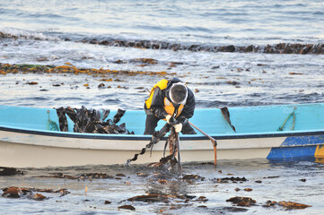 昆布漁の朝
