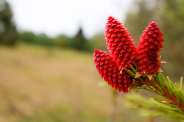 Ukrainian Carpathian Mountains. Nature photography. Macro. Red cone with raindrops