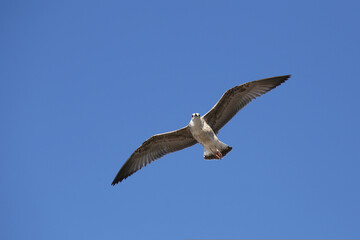 Fototapeta na wymiar Seagull in low level flight against the blue sky