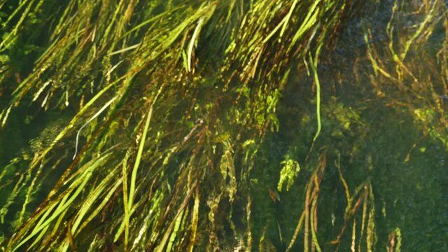 algae under water. view top. color
