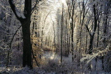 sunset in snowy winter forest