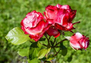 pink rose in garden