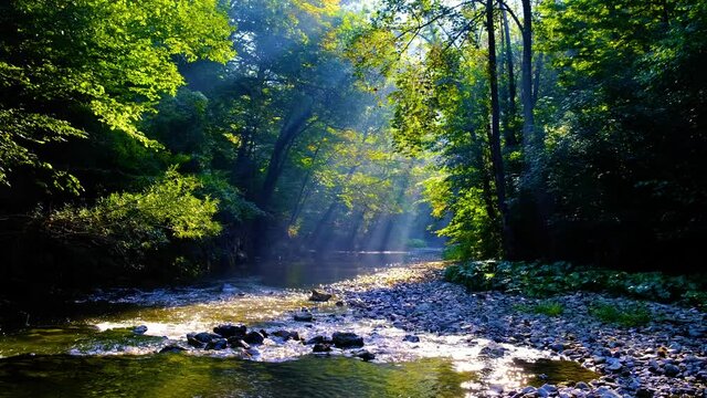 beautiful morning sun rays in green forest by the river 