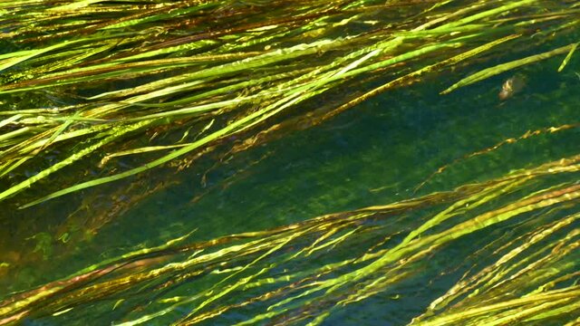 algae under water. view top. color