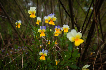 Ukrainian Carpathian Mountains. Nature photography.