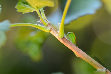 Green  Cicada  -   Buffalo treehopper on plant   in green nature