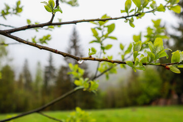 Ukrainian Carpathian Mountains. Nature photography. Macro plants. Flora of Ukraine. Forest after the rain