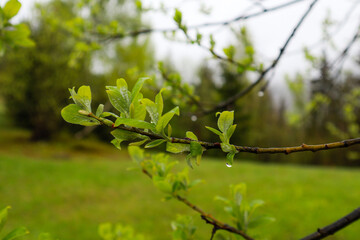 Ukrainian Carpathian Mountains. Nature photography. Macro plants. Flora of Ukraine. Forest after the rain