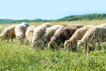 Sheep grazing in a grass field. Countryside landscape.