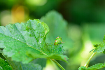 Green  Cicada  -   Buffalo treehopper    in green nature