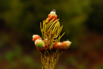 Ukrainian Carpathian Mountains. Nature photography. Macro plants. Flora of Ukraine. Forest after the rain