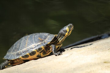 Turtle sunbathing next to a pond