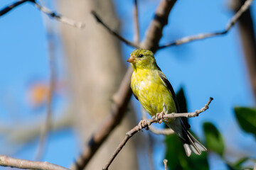 Obraz premium Pretty Goldfinch