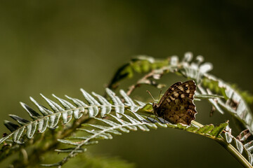 Speckled Wood butterfly on leaf