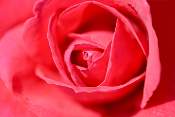 red rose closeup