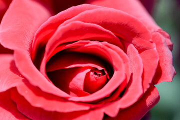 red rose closeup