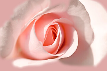 close up of a pink rose