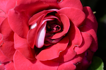 Fototapeta na wymiar red rose closeup