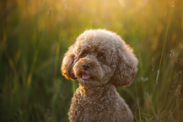miniature chocolate poodle on the grass. Pet in nature.