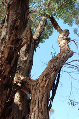eucalyptus on kangaroo island (australia)