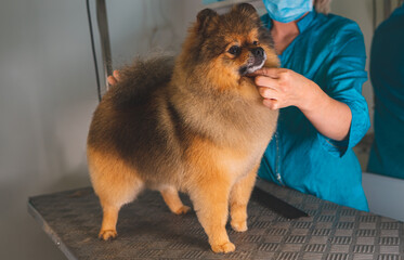 Worker of grooming salon evaluates her work.