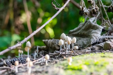 Totholz - neues Leben