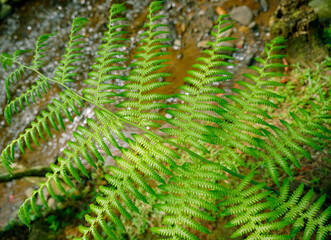 Green fern in the forest With beautiful details and texture, perfect for natural background or wallpaper. 