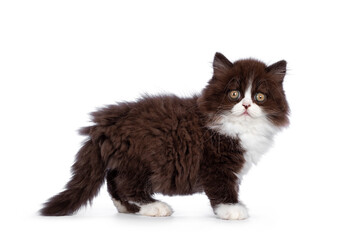 Adorable brown with white fluffy British Longhair cat kitten, standing side ways. Looking at camera with round eyes. Isolated on white background.