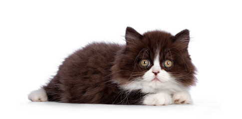 Adorable brown with white fluffy British Longhair cat kitten, laying down side ways. Looking at camera with round eyes. Isolated on white background.