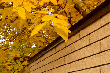 Yellow leaves of a tree on a branch. Branch over the fence, horizontal autumn photo