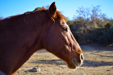 Obraz premium horse in the field