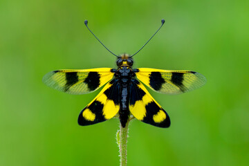 Ownfly ,  Libelloides is a genus of net-winged insects belonging to the family Ascalaphidae subfamily Ascalaphinae.