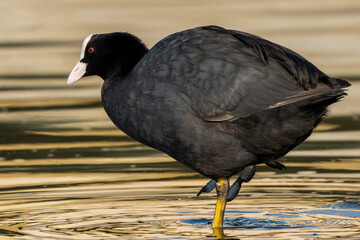 Eurasian Coot Fulica atra Red Eye Costa Ballena Cadiz